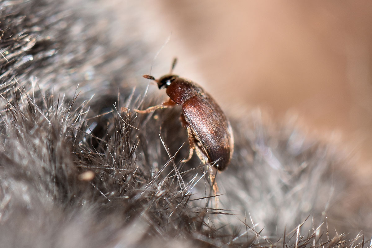 Leiodidae Cholevinae da id.